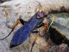 Ichneumon centrator