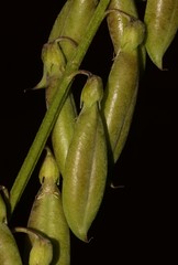 Wiborgiella inflata