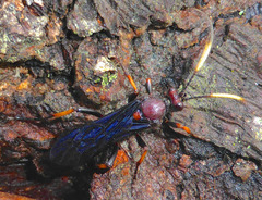 Ichneumon centrator