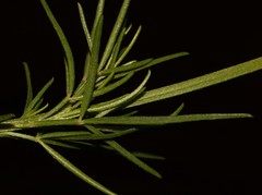 Wiborgiella inflata