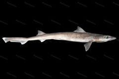 Longnose Houndshark photo 1