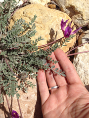 Astragalus missouriensis