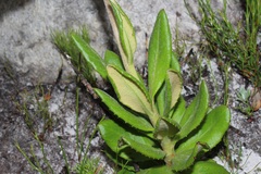 Capelio caledonica