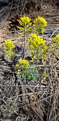 Draba asprella