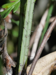 Asplenium appendiculatum maritimum
