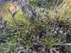 Lupinus microphyllus