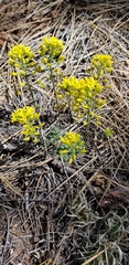 Draba asprella