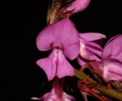 Indigofera ovata