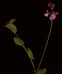 Indigofera ovata