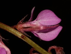 Indigofera ovata