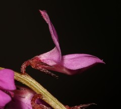 Indigofera ovata