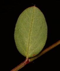 Indigofera ovata