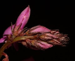 Indigofera ovata