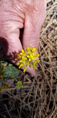 Draba asprella