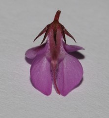 Indigofera ovata