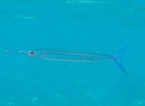 Hyporhamphus dussumieri observed 2026-04-29