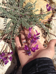 Astragalus missouriensis