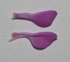 Indigofera ovata