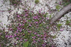 Indigofera ovata