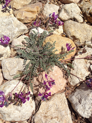 Astragalus missouriensis