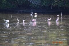 Egretta tricolor image