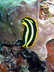 Pseudoceros dimidiatus