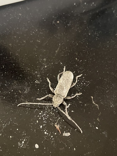 Trichoferus holosericeus