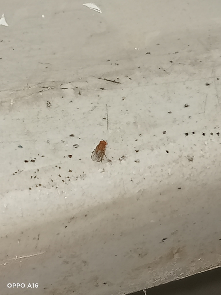 Common fruit fly, Vinegar fly (Drosophila melanogaster)