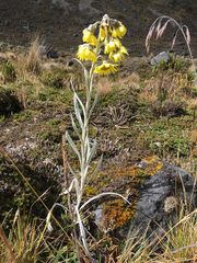 Senecio latiflorus