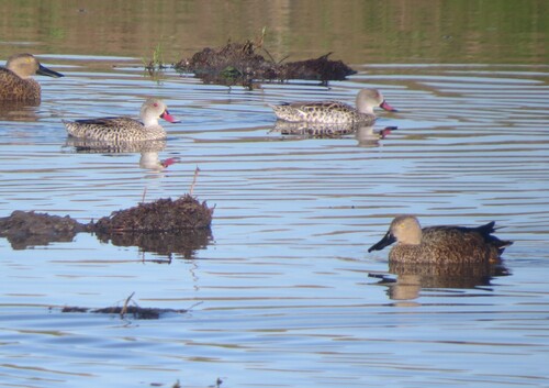 iNaturalist image