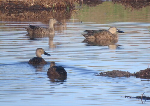 iNaturalist image