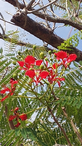 Flamboyant