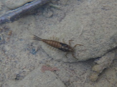 Ameletus cryptostimulus