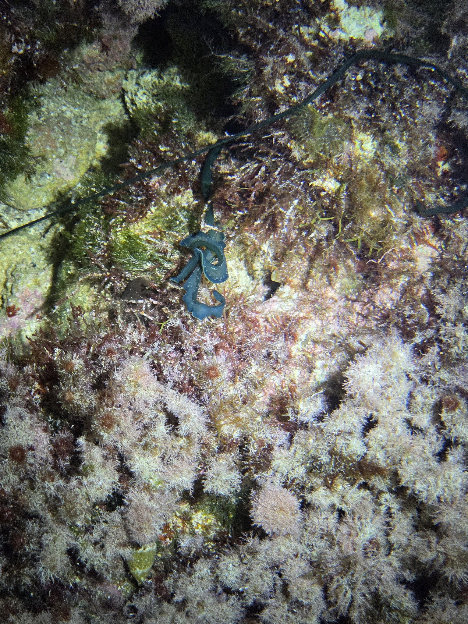 Bonellia viridis Rolando, 1822