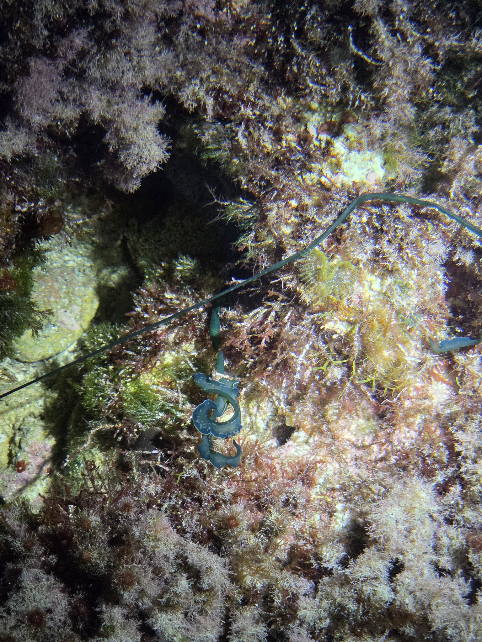 Bonellia viridis Rolando, 1822