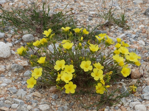 Linum thracicum
