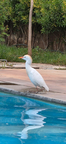 Western Cattle-Egret