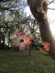 Cornus florida rubra