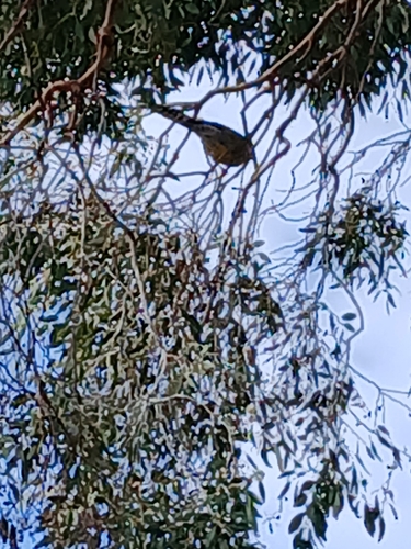 Yellow Wattlebird (Anthochaera paradoxa), photo 5