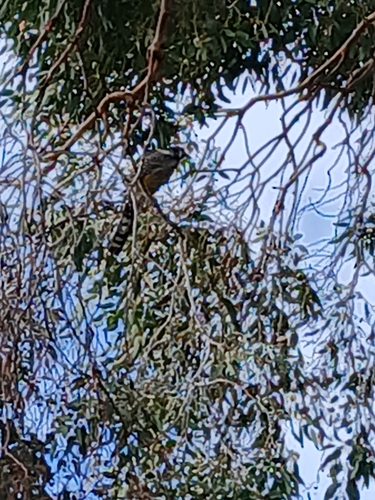 Yellow Wattlebird (Anthochaera paradoxa), photo 6
