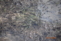 Syringodium filiforme