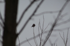 Falco sparverius