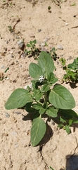 Heliotropium ellipticum, photograph Алексей Ябс, CC0, iNaturalist via GBIF