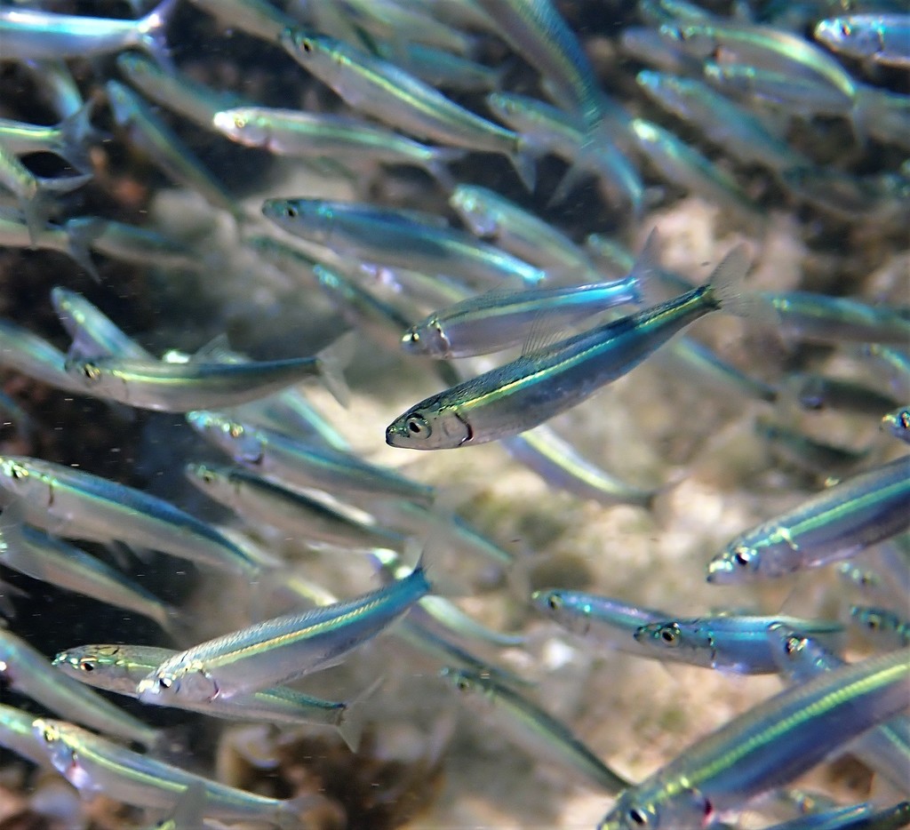 Blue Sprat (Fish of Randwick Council costal area: Coogee Beach and