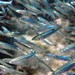 Blue Sprat - Photo (c) Peter, some rights reserved (CC BY-NC), uploaded by Peter