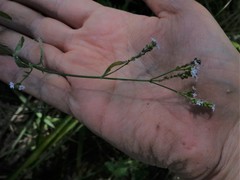 Verbena montevidensis