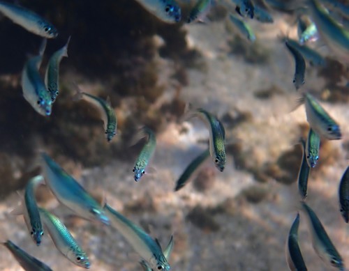 Blue sardine (Spratelloides robustus) — Clupeidae