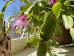 Rhipsalidopsis gaertneri