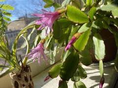 Rhipsalidopsis gaertneri