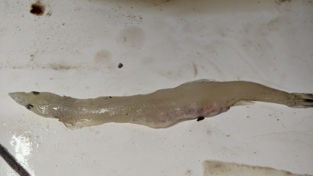 Neosalanx anderssoni